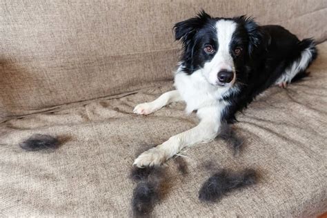 do border collies shed